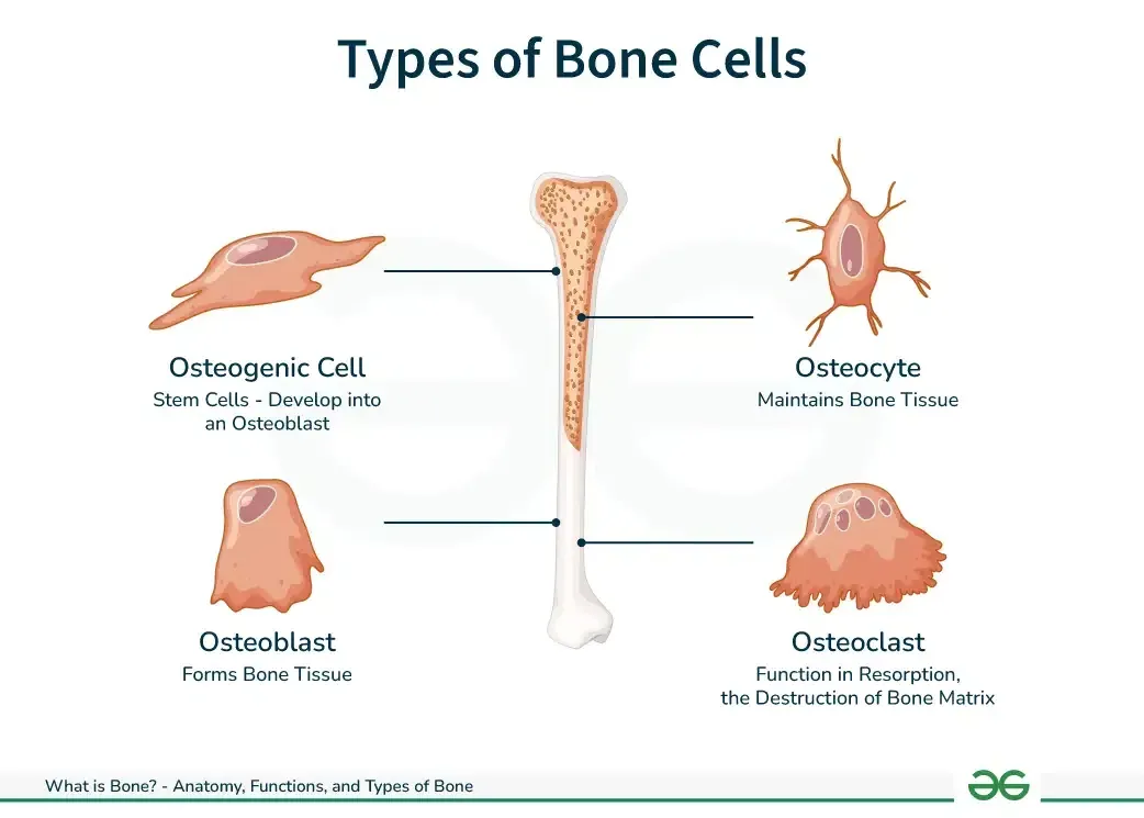 Main types of bone cells